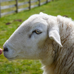 Sponsor Sheep - Bilbo